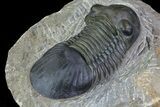 Paralejurus Trilobite Fossil - Excellent Preparation #69735-4
